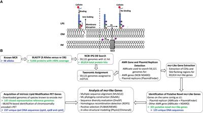 More than mcr: canonical plasmid- and transposon-encoded mobilized colistin resistance genes represent a subset of phosphoethanolamine transferases